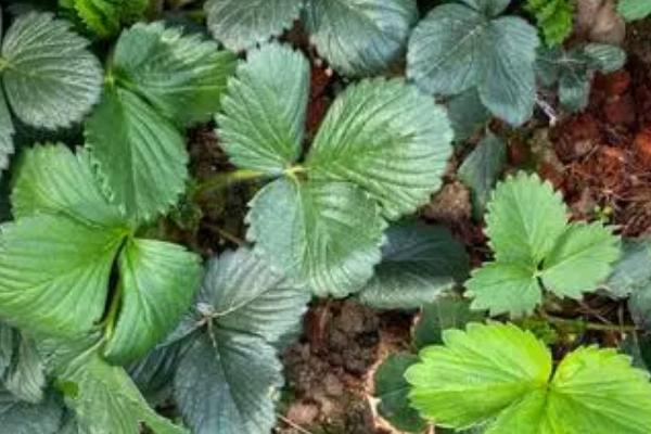 草莓不开花不结果的原因,光温不适或施肥不当等都会导致