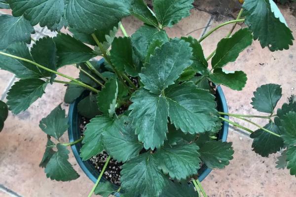 草莓不开花不结果的原因,光温不适或施肥不当等都会导致