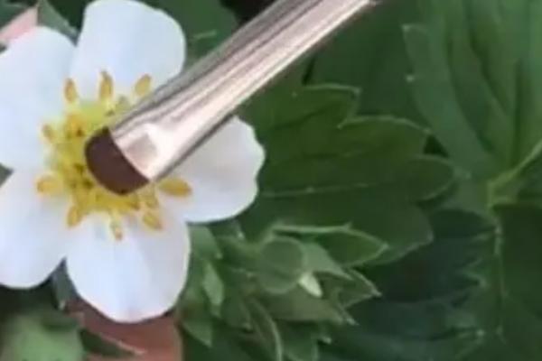 草莓不开花不结果的原因,光温不适或施肥不当等都会导致