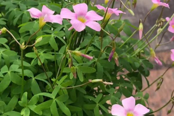 哪些植物有3片叶子,酢浆草、白三叶和三张叶都是三片叶子