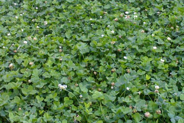 哪些植物有3片叶子,酢浆草、白三叶和三张叶都是三片叶子