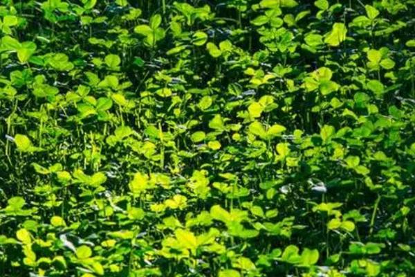 哪些植物有3片叶子,酢浆草、白三叶和三张叶都是三片叶子