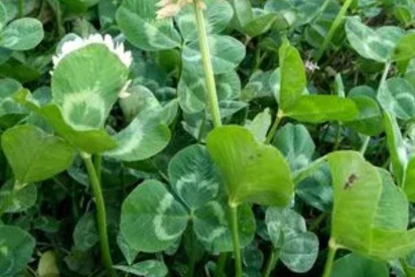 哪些植物有3片叶子,酢浆草、白三叶和三张叶都是三片叶子