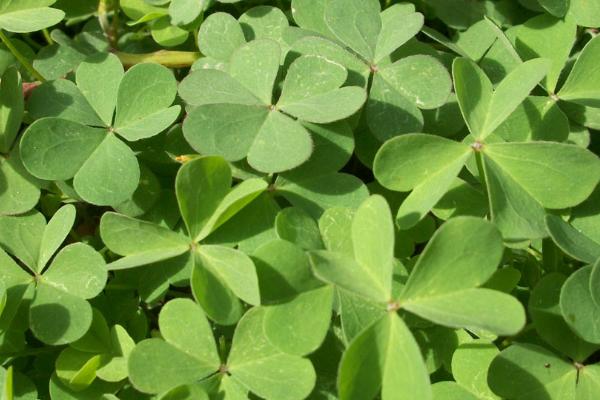 哪些植物有3片叶子,酢浆草、白三叶和三张叶都是三片叶子