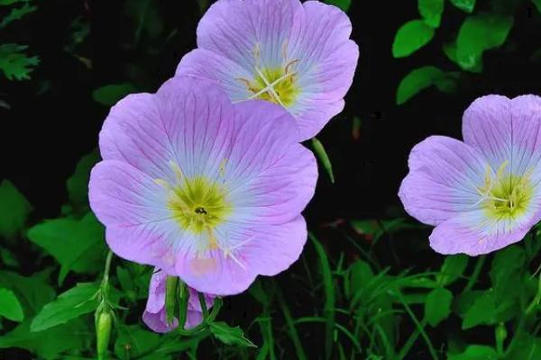 哪些植物有3片叶子,酢浆草、白三叶和三张叶都是三片叶子