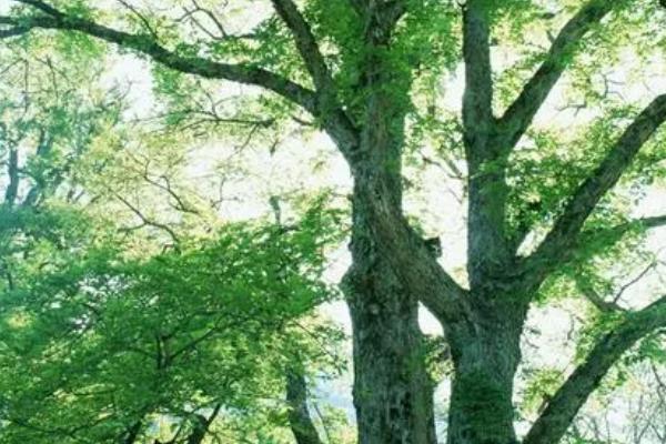 哪些植物有3片叶子,酢浆草、白三叶和三张叶都是三片叶子