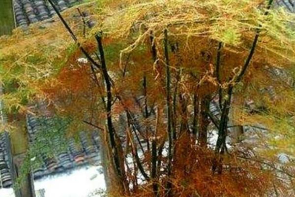 文竹叶子发黄的原因，光照过强或浇水过多均会导致