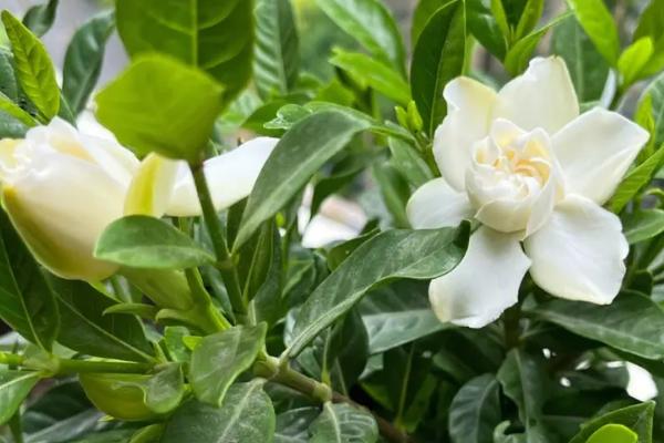 哪些花卉最香,栀子花、丁香花、兰花等都特别香