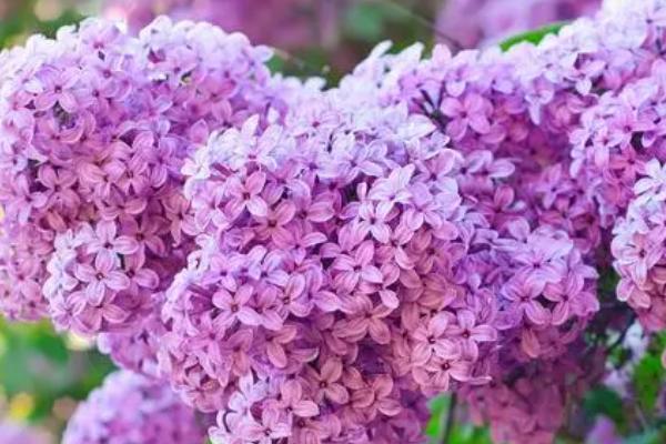 哪些花卉最香,栀子花、丁香花、兰花等都特别香