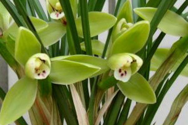 哪些花卉最香,栀子花、丁香花、兰花等都特别香