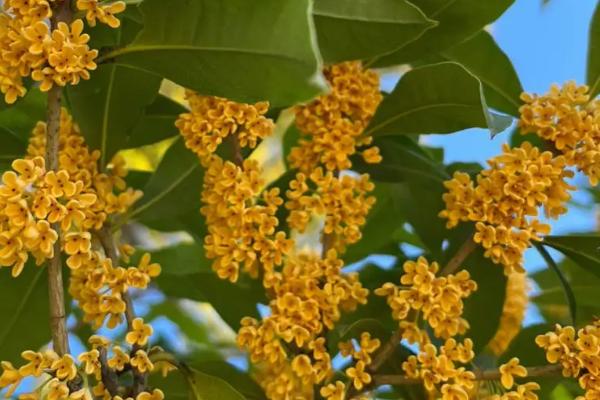 哪些花卉最香,栀子花、丁香花、兰花等都特别香