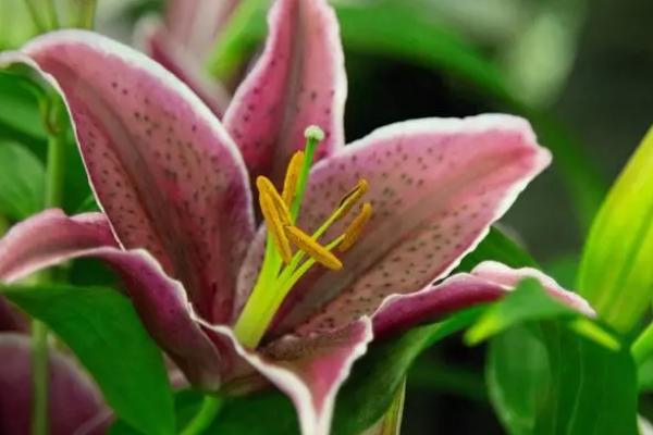 哪些花卉最香,栀子花、丁香花、兰花等都特别香