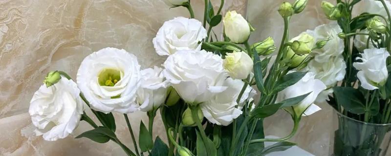 洋桔梗的花期,花期在5-7月