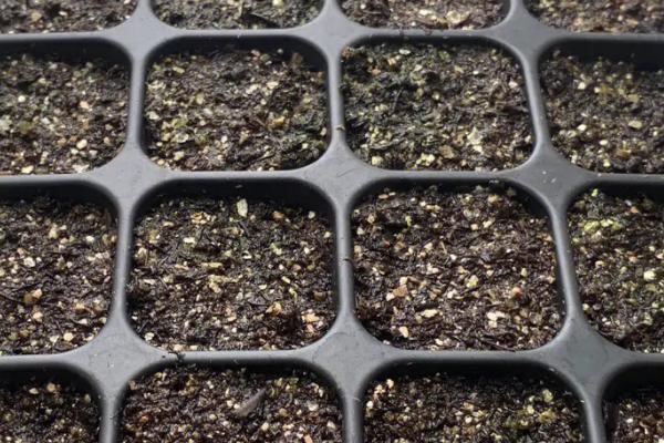 洋桔梗的花期，花期在5-7月