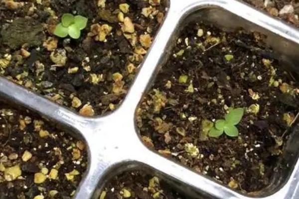 洋桔梗的花期，花期在5-7月