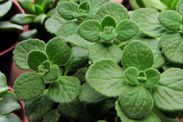 碰碰香的作用,可观赏还可净化空气