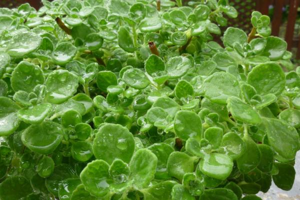 碰碰香的作用,可观赏还可净化空气