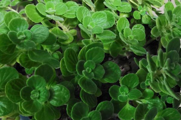 碰碰香的作用,可观赏还可净化空气