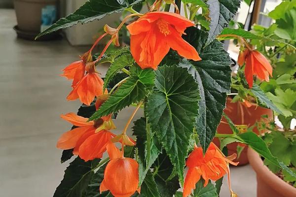 球根海棠的养殖方法,适宜生长在温暖的半阴环境中