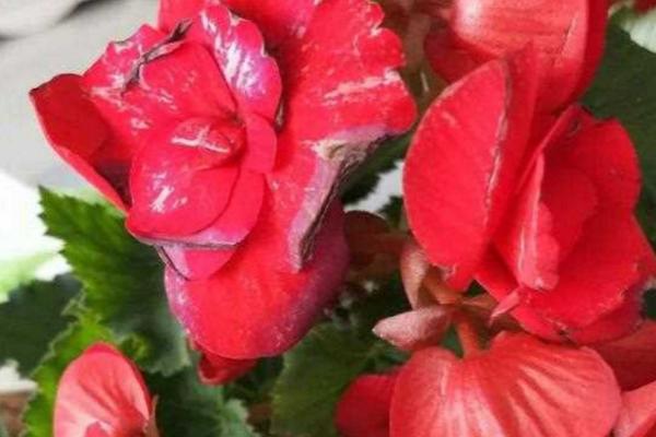 球根海棠的养殖方法,适宜生长在温暖的半阴环境中