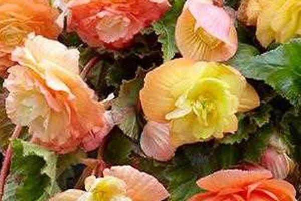 球根海棠的养殖方法,适宜生长在温暖的半阴环境中