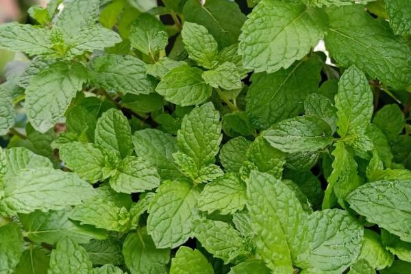 薄荷怎么养殖，生长期间要勤施薄肥