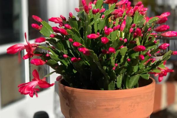 盆栽蟹爪兰的养殖方法，在夏季的时候需要经常浇水