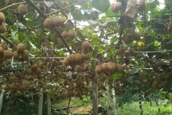 猕猴桃适合在什么地方生长,适合在向阳且水源充足的地方生长