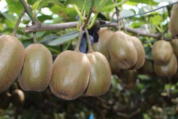 猕猴桃适合在什么地方生长,适合在向阳且水源充足的地方生长