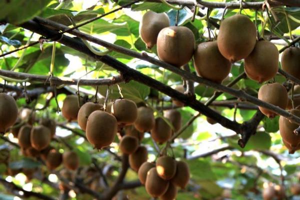 猕猴桃适合在什么地方生长,适合在向阳且水源充足的地方生长