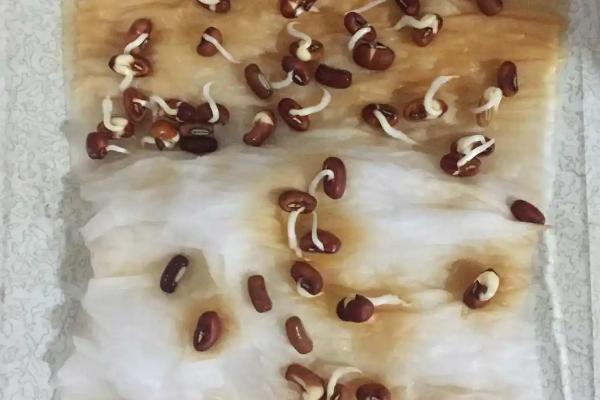 红豆的种植方法,4-5月份种植为佳