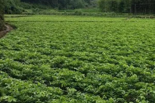 红豆的种植方法,4-5月份种植为佳