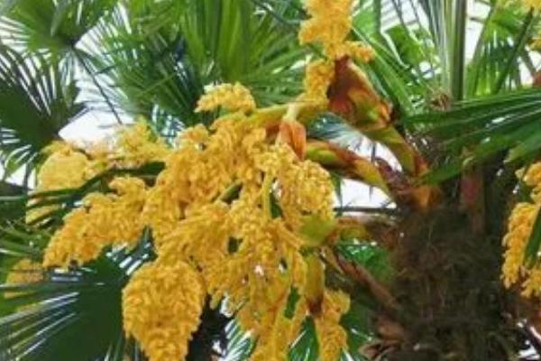 棕树花有毒吗，不仅无毒还能吃