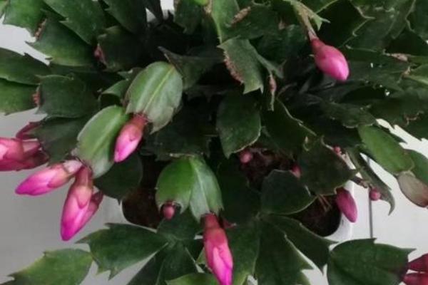 蟹爪兰花苞干瘪一碰就掉的原因，可能是生长过程中缺少水分或光照强烈