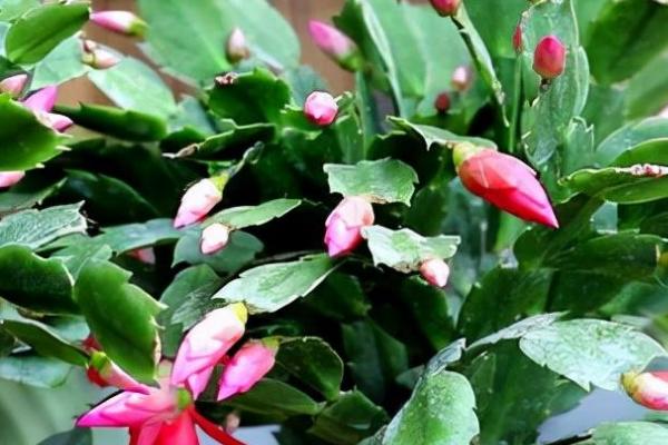 蟹爪兰花苞干瘪一碰就掉的原因，可能是生长过程中缺少水分或光照强烈