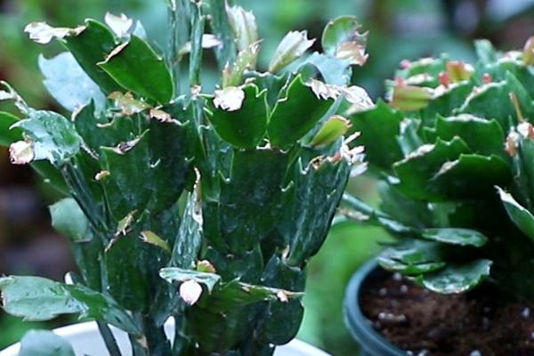 蟹爪兰花苞干瘪一碰就掉的原因，可能是生长过程中缺少水分或光照强烈