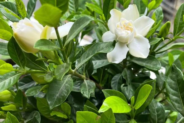 秋天栀子花黄叶怎么办,应先找准原因再治理