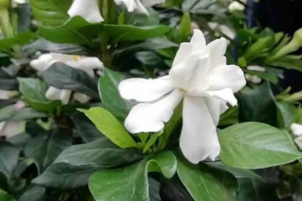 秋天栀子花黄叶怎么办,应先找准原因再治理