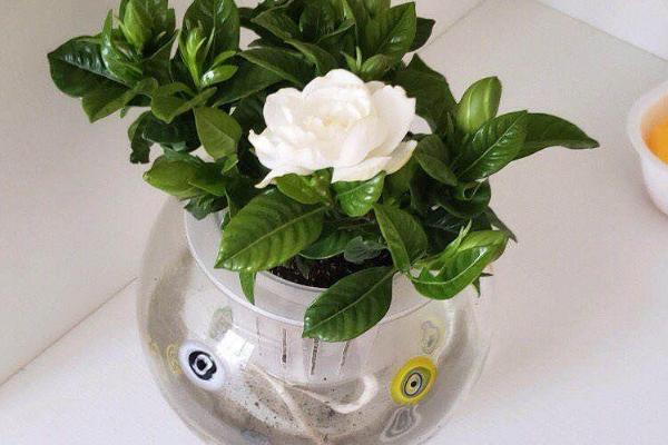 秋天栀子花黄叶怎么办,应先找准原因再治理