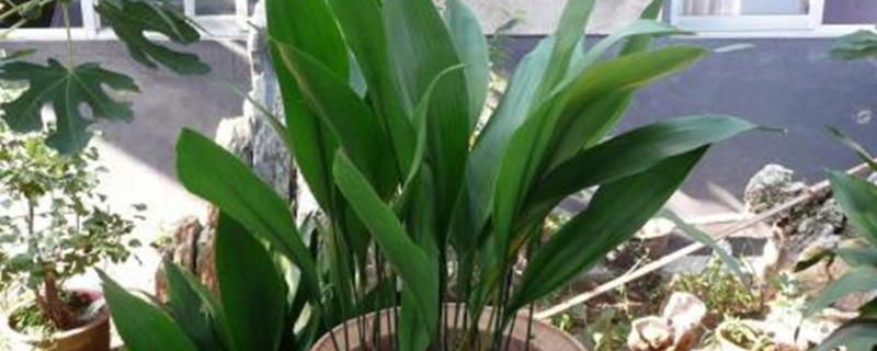 一叶兰可以放阳台吗,可以但不能长期放放置