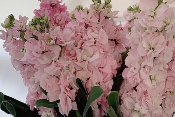 鲜花紫罗兰什么时候开花，3月份便会开花