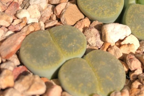 生石花种荚多久成熟,一般1-3个月成熟