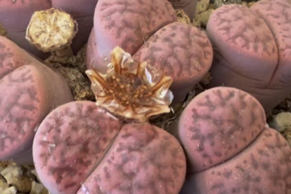 生石花种荚多久成熟,一般1-3个月成熟