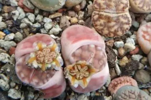 生石花种荚多久成熟,一般1-3个月成熟