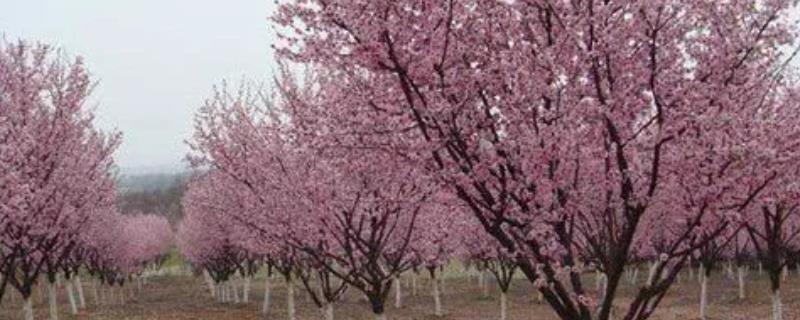 樱花树什么时候移栽成活率高,适宜移栽的时间是2-3月