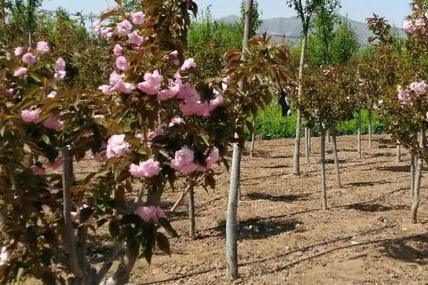 樱花树什么时候移栽成活率高,适宜移栽的时间是2-3月