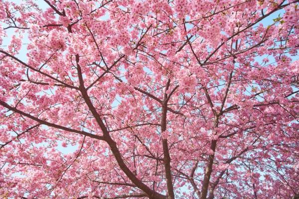 樱花树什么时候移栽成活率高,适宜移栽的时间是2-3月