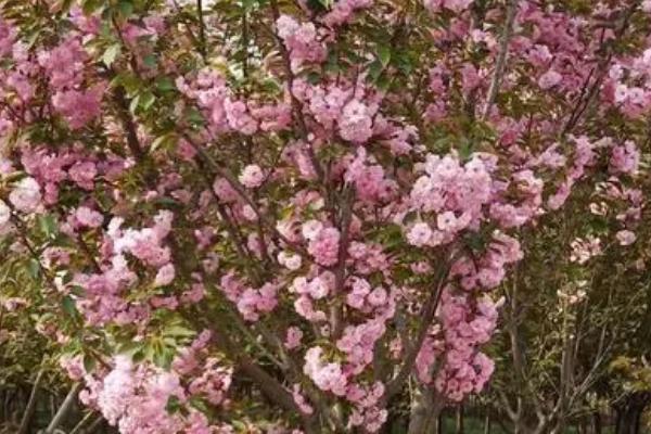 樱花树什么时候移栽成活率高,适宜移栽的时间是2-3月