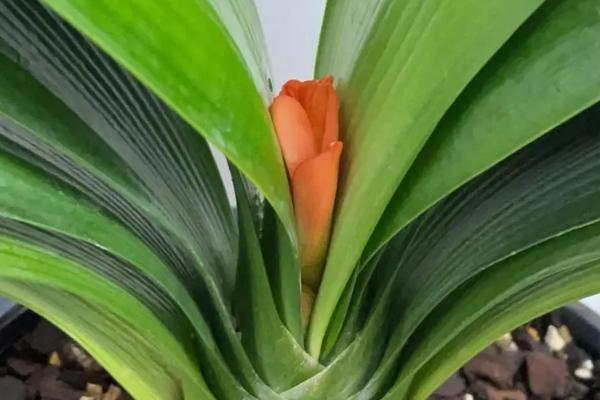 君子兰夹花苞的处理方式,可补充光照或者控制温差