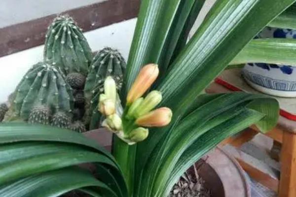 君子兰夹花苞的处理方式,可补充光照或者控制温差